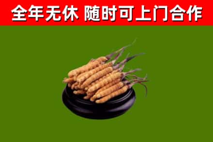 明光回收散虫草