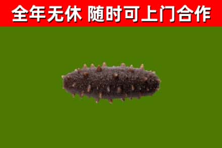 明光回收海参干